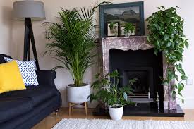 Plants for the living room